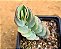 Kalanchoe marnieriana - Imagem 3