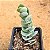 Kalanchoe marnieriana - Imagem 1