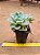 Graptoveria fantome - Imagem 2