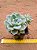 Graptoveria fantome - Imagem 1