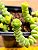 Crassula rupestris ssp. marnieriana - Imagem 5