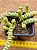Crassula rupestris ssp. marnieriana - Imagem 4