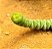 Crassula rupestris ssp. marnieriana - Imagem 5