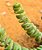 Crassula rupestris ssp. marnieriana - Imagem 6
