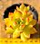 Sedum cuspidatum - Imagem 2