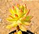 Sedum cuspidatum - Imagem 3