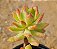 Sedum cuspidatum - Imagem 1