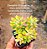 Sedum cuspidatum - Imagem 6