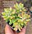 Sedum cuspidatum - Imagem 7