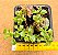 Plectranthus prostatus - Imagem 1