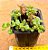 Plectranthus prostatus - Imagem 2