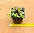 Plectranthus prostatus - Imagem 4