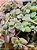 Plectranthus prostatus - Imagem 5