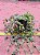 Plectranthus prostatus - Imagem 6