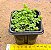 Pilea depressa - Imagem 3