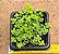 Pilea depressa - Imagem 1