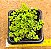Pilea depressa - Imagem 2