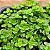 Pilea depressa - Imagem 4