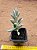 Senecio haworthii - Imagem 1