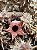 Stapelianthus decaryi - Imagem 1
