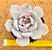 Echeveria asante sana - Imagem 2