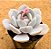 Echeveria asante sana - Imagem 1