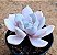 Echeveria asante sana - Imagem 2