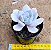 Echeveria asante sana - Imagem 3