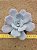 Echeveria asante sana - Imagem 1
