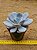 Echeveria asante sana - Imagem 2