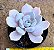 Echeveria asante sana - Imagem 1