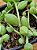 Senecio herreianus - "colar-de-melancia" - Imagem 5