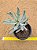 Cotyledon orbiculata elk horns - "chifre-de-alce" - Imagem 2