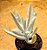 Cotyledon orbiculata elk horns - "chifre-de-alce" - Imagem 1
