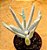 Cotyledon orbiculata elk horns - "chifre-de-alce" - Imagem 2