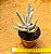 Cotyledon orbiculata elk horns - "chifre-de-alce" - Imagem 4