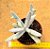 Cotyledon orbiculata elk horns - "chifre-de-alce" - Imagem 3