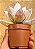 Echeveria mexican giant - Imagem 4