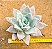 Echeveria mexican giant - Imagem 1
