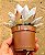 Echeveria mexican giant - Imagem 3