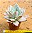 Echeveria mexican giant - Imagem 2