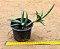Sansevieria ballyi 'minnie' - Imagem 2