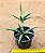 Sansevieria ballyi 'minnie' - Imagem 3