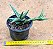 Sansevieria ballyi 'minnie' - Imagem 2