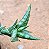 Sansevieria ballyi 'minnie' - Imagem 4