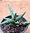 Sansevieria ballyi 'minnie' - Imagem 3