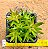 Orostachys japonica - Imagem 4
