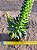 Orostachys japonica - Imagem 7