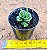 Crassula susannae - Imagem 3