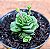 Crassula susannae - Imagem 2